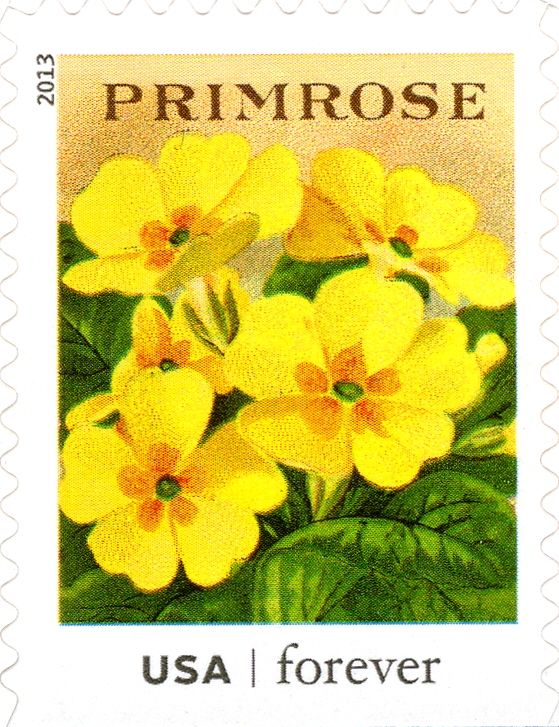 Seed Packets: Primrose