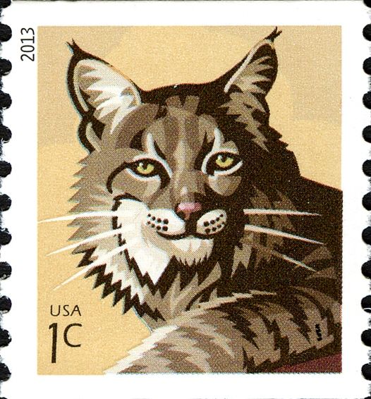 Bobcat (Lynx rufus)
