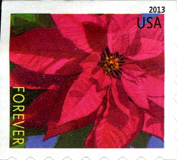 Poinsettia Plant - Small
