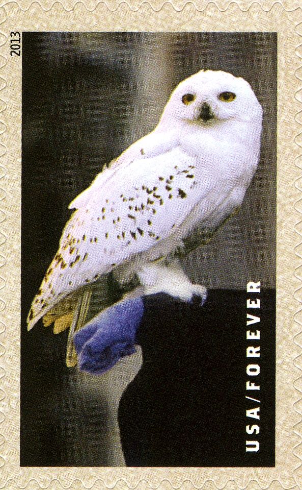 Hedwig the Owl / Snowy Owl (Bubo scandiacus)