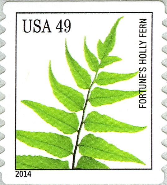 Fortune’s Holly Fern (Cyrtomium fortunei)