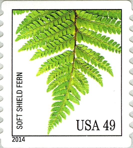 Soft Shield Fern (Polystichum setiferum)