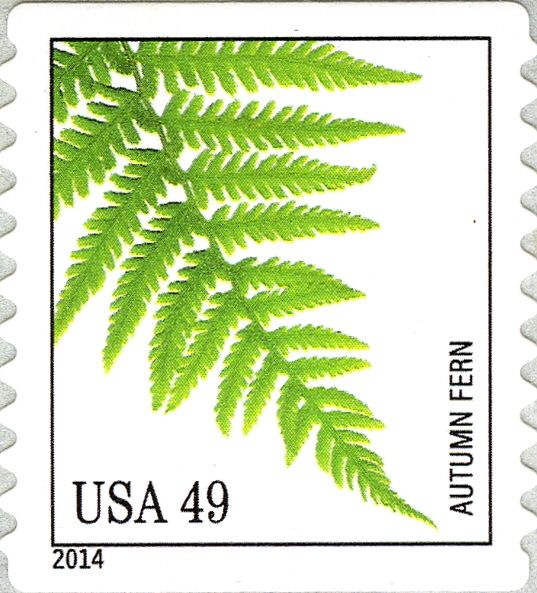 Autumn Fern (Dryopteris erythrosora)
