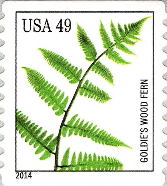 Goldie's Wood Fern (Dryopteris goldiana)
