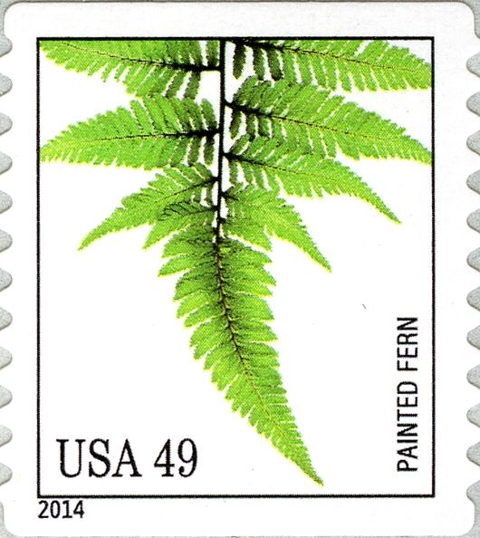 Painted Fern (Athyrium niponicum)