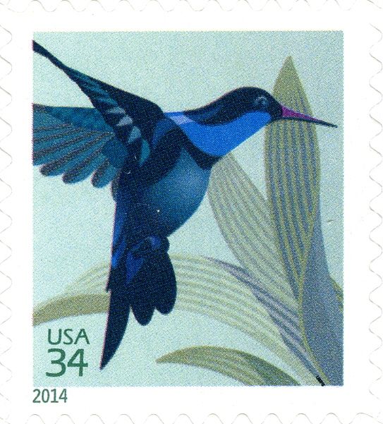 Broad-billed Hummingbird (Cynanthus latirostris)