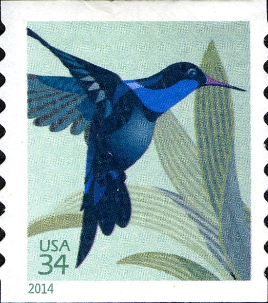 Broad-billed Hummingbird (Cynanthus latirostris)