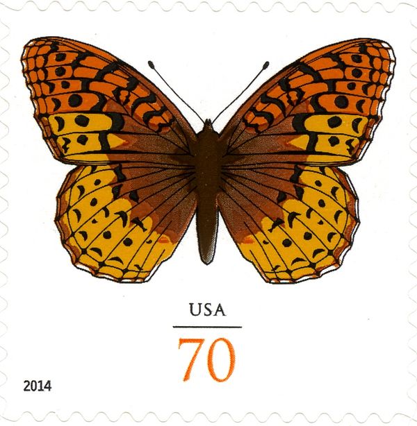 Great Spangled Fritillary (Speyeria cybele)
