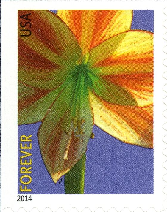Winter Flowers: Amaryllis
