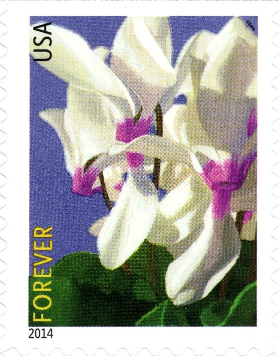 Winter Flowers: Cyclamen