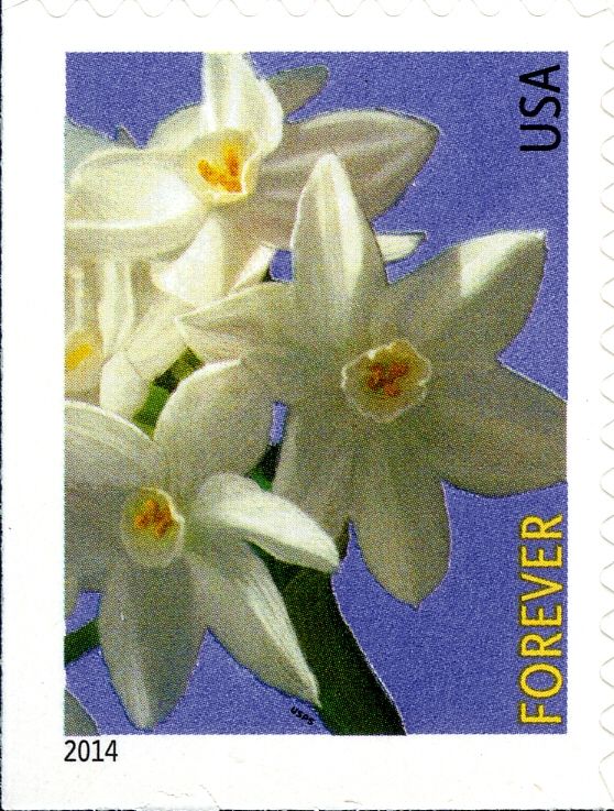 Winter Flowers: Paperwhite