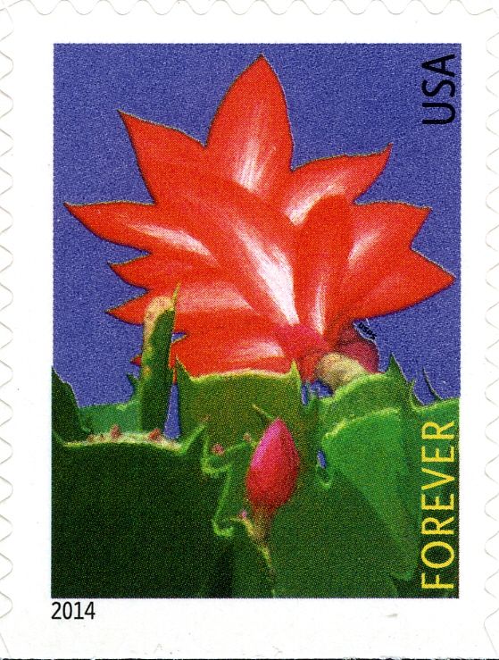 Winter Flowers: Christmas Cactus