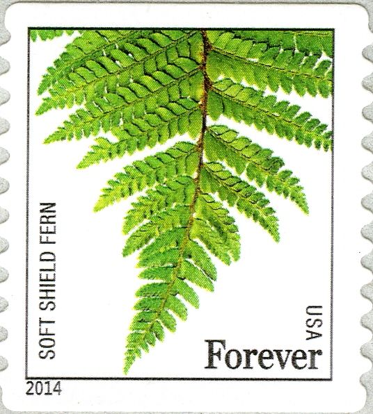 Soft Shield Fern (Polystichum setiferum)