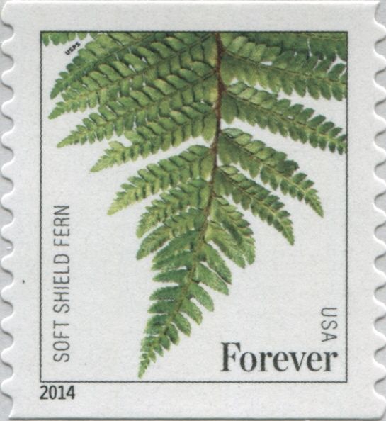 Soft Shield Fern (Polystichum setiferum)