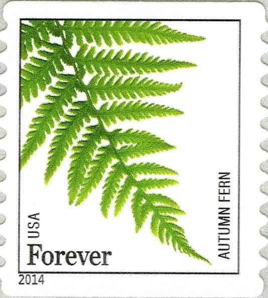 Autumn Fern (Dryopteris erythrosora)