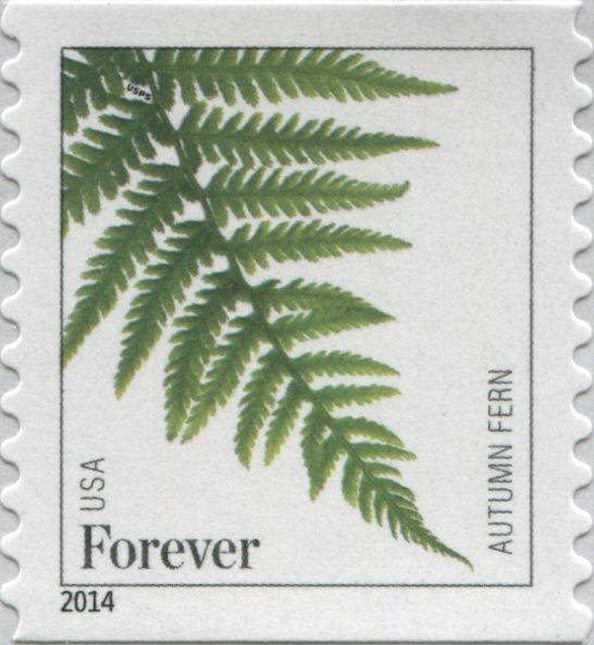Autumn Fern (Dryopteris erythrosora)