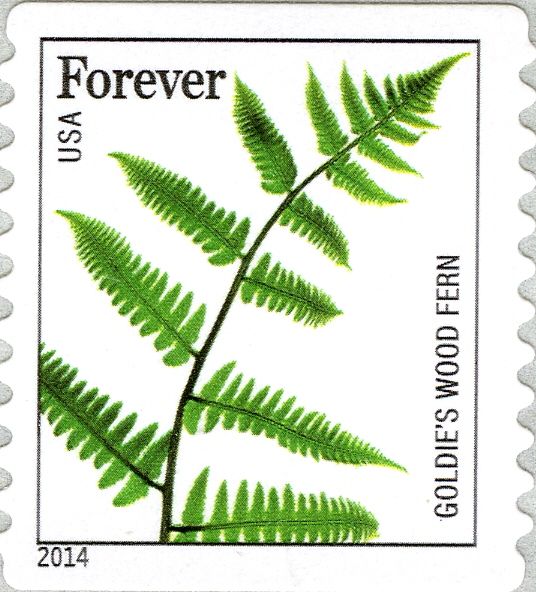 Goldie's Wood Fern (Dryopteris goldiana)