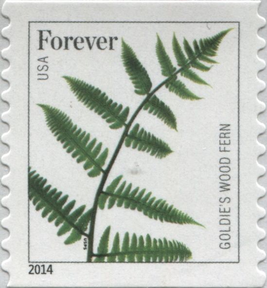 Goldie's Wood Fern (Dryopteris goldiana)