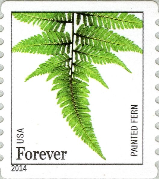 Painted Fern (Athyrium niponicum)