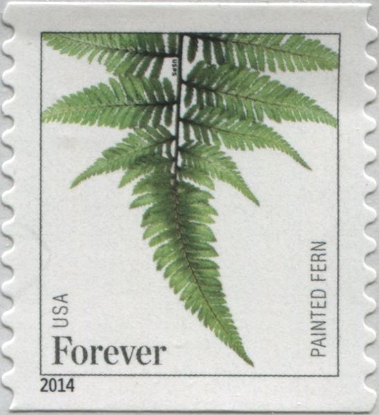 Painted Fern (Athyrium niponicum)