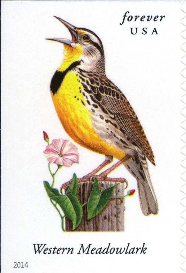 Western Meadowlark (Sturnella neglecta)