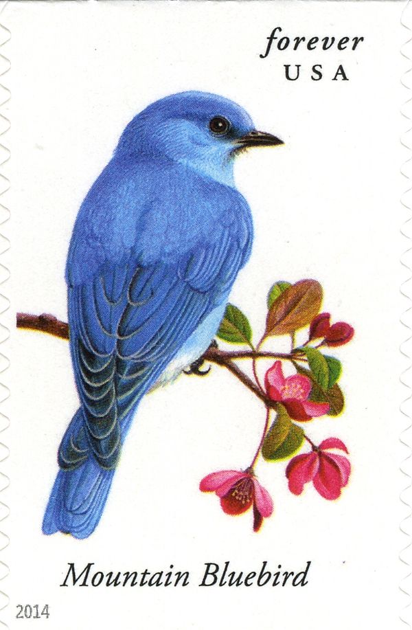 Mountain Bluebird (Sialia currucoides)
