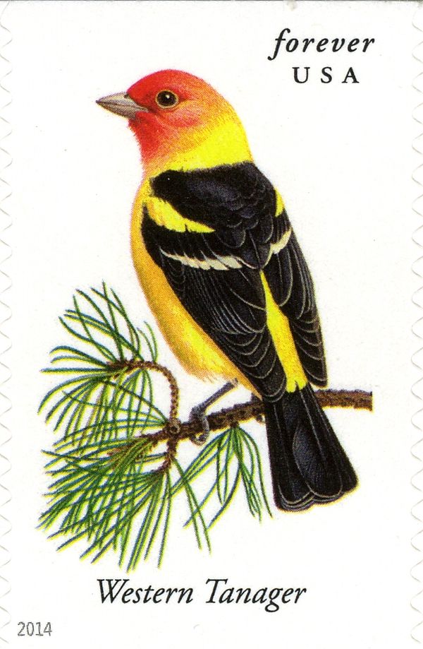 Western Tanager (Piranga ludoviciana)