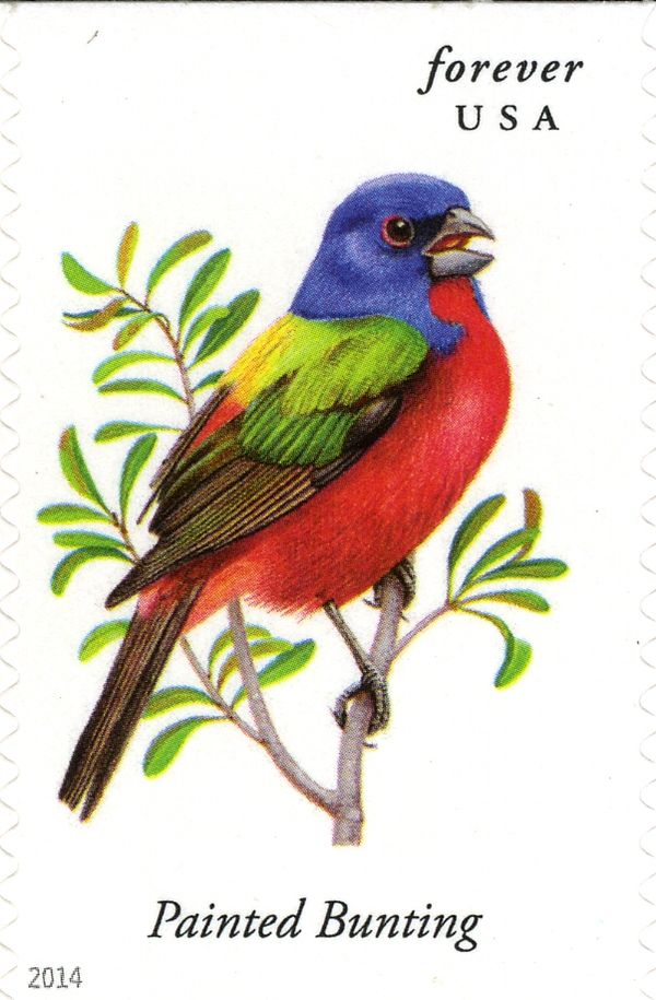 Painted Bunting (Passerina ciris)