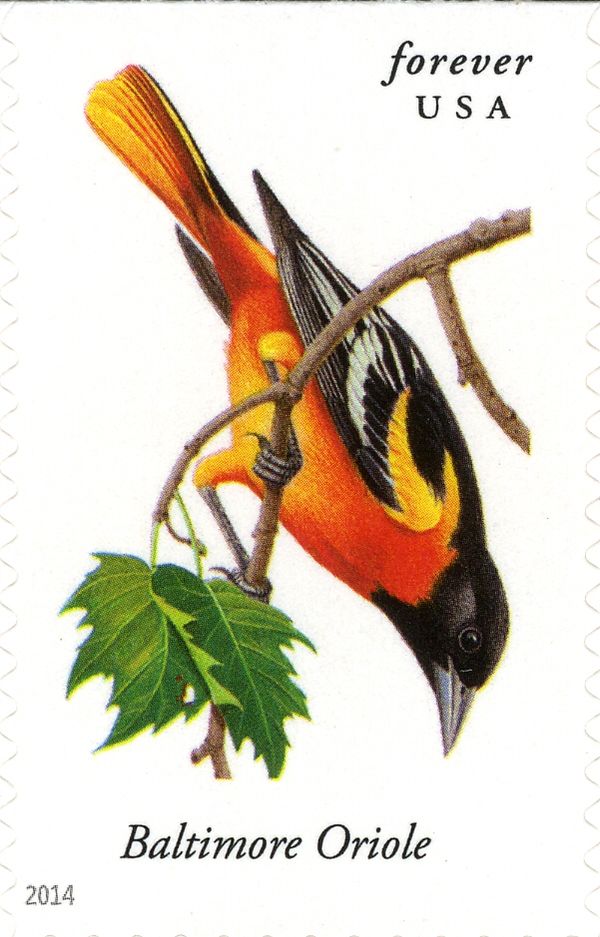 Baltimore Oriole (Icterus galbula)