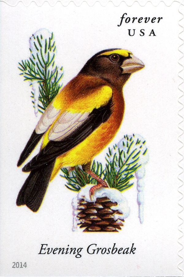 Evening Grosbeak (Coccothraustes vespertinus)