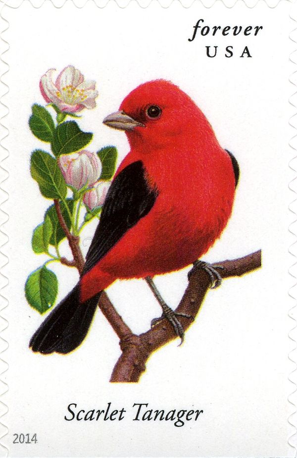 Scarlet Tanager (Piranga olivacea)