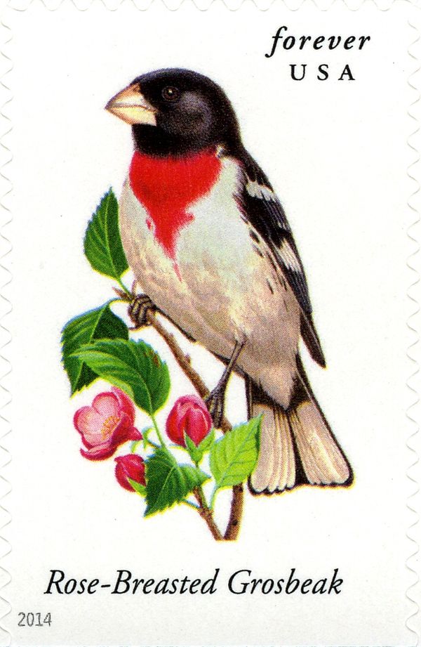 Rose-breasted Grosbeak (Pheucticus ludovicianus)