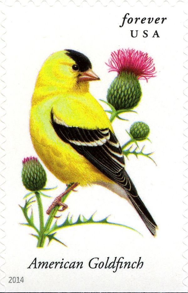American Goldfinch (Spinus tristis)