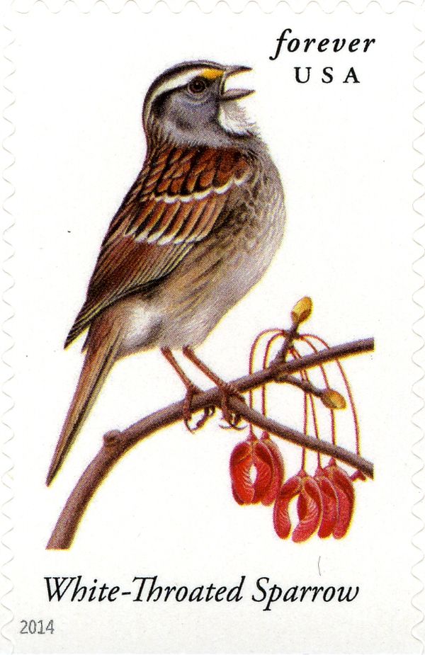 White-throated Sparrow (Zonotrichia albicollis)