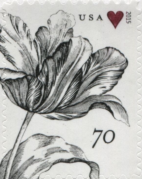 Vintage tulip