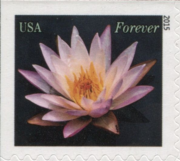 Water Lilies: light pink