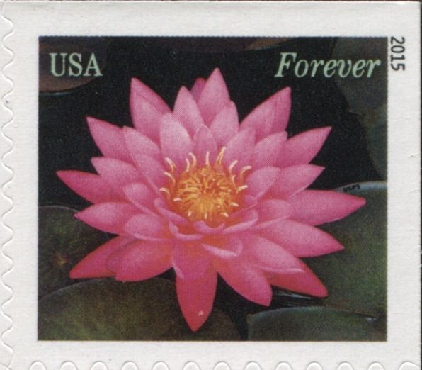 Water Lilies: bright pink