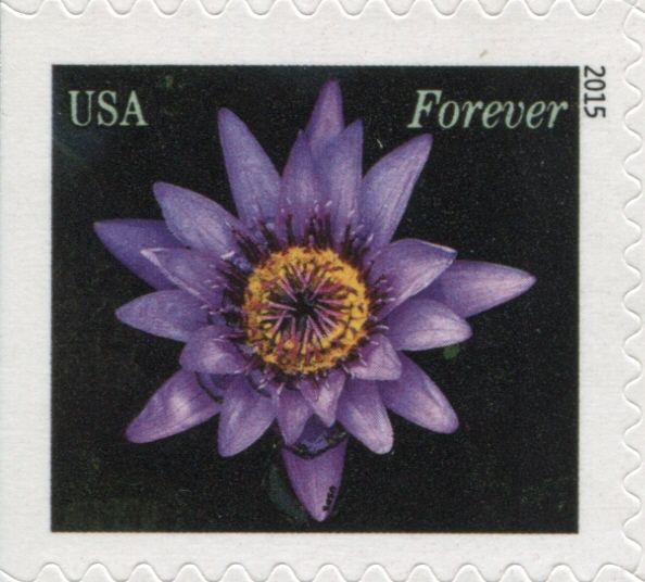 Water Lilies: purple