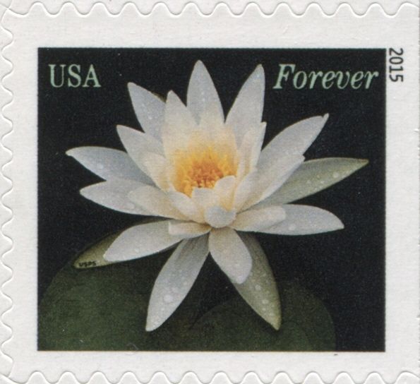 Water Lilies: white
