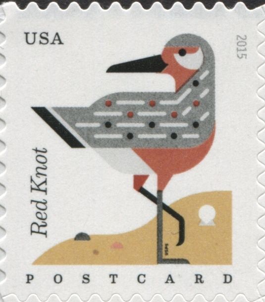 Red Knot (Calidris canutus)