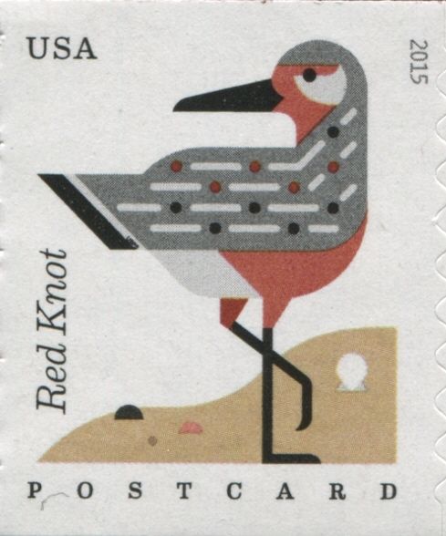 Red Knot (Calidris canutus) - coil