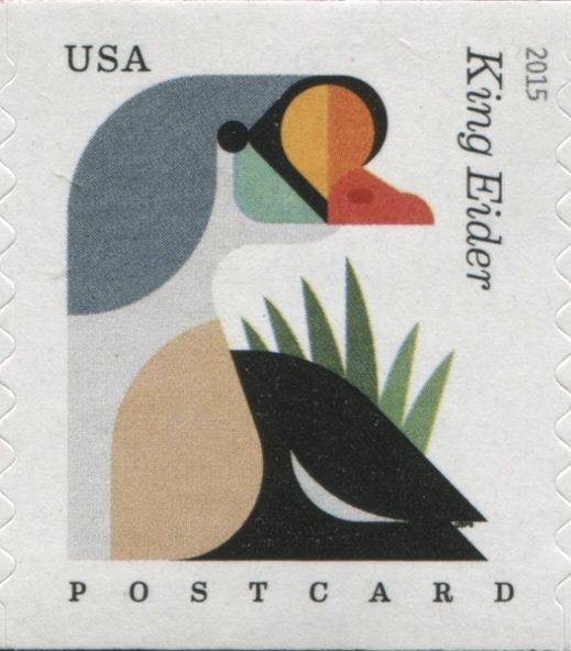 King Eider (Somateria spectabilis)