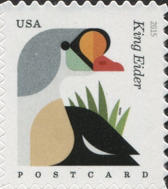 King Eider (Somateria spectabilis) - coil
