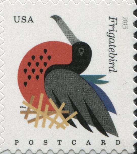 Magnificent Frigatebird (Fregata magnificens)