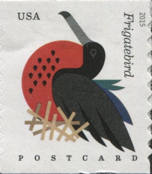 Magnificent Frigatebird (Fregata magnificens)