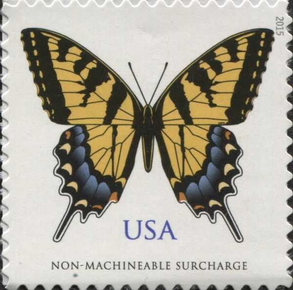 Eastern Tiger Swallowtail (Papilio glaucus)