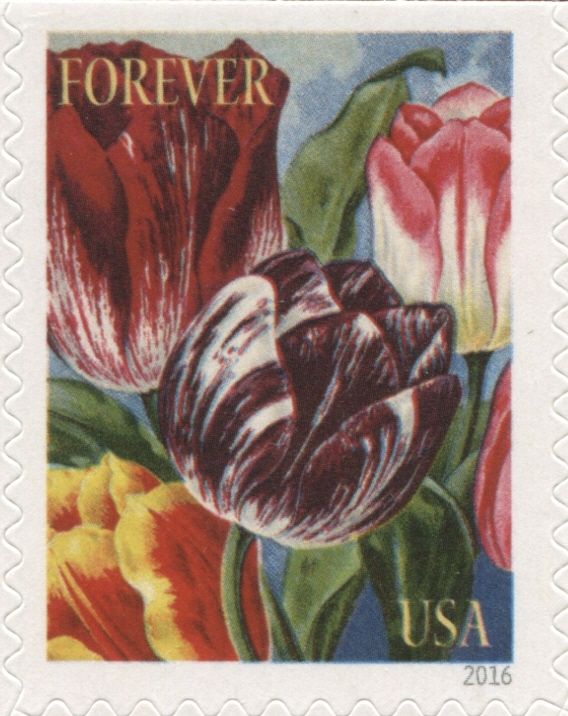 Botanical Art – Tulips