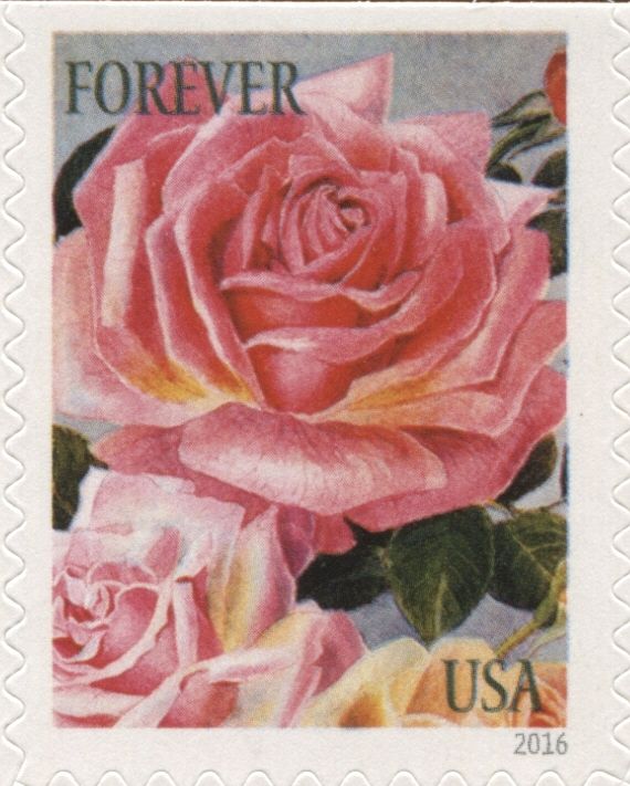 Botanical Art - Roses