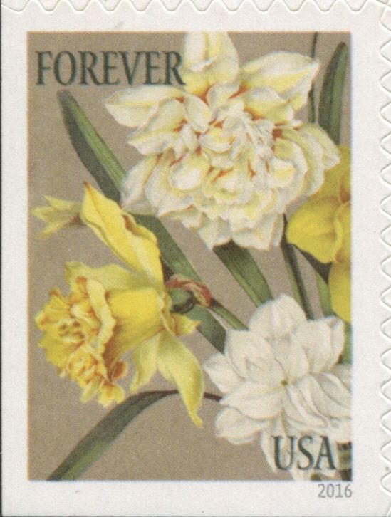 Botanical Art - Daffodils and Jonquils