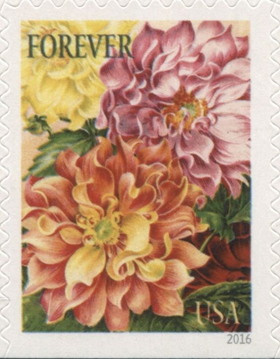 Botanical Art - Dahlias